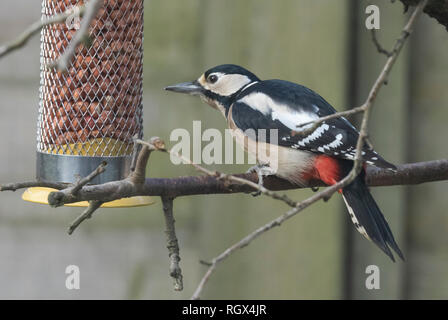 Une femelle grand pic mar (Dendrocopos major) près d'une mangeoire pour oiseaux. Banque D'Images