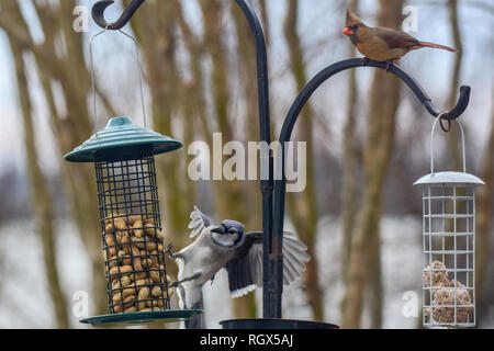 Une femelle oiseau cardinal observe un geai bleu atterrit sur une mangeoire à St Mary's County, Maryland. Banque D'Images