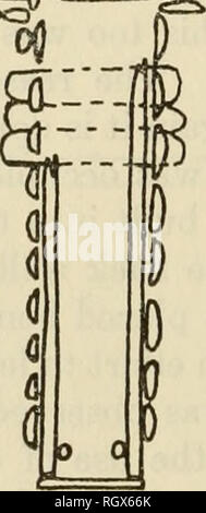 . Bulletin. De l'ethnologie. 16 BUREAU OF AMERICAN ETHNOLOGY [Bull. 199 avant son effondrement. La caractéristique la plus frappante a été la profondeur de la chaussée des débris dans la comparaison avec des débris dans toutes les autres maisons, suggérant qu'il a été occupé pendant une période de temps plus longue ou d'autre plus intensivement. La couche de plancher n'était pas partout, d'un continu u frêne #   =n. Veuillez noter que ces images sont extraites de la page numérisée des images qui peuvent avoir été retouchées numériquement pour plus de lisibilité - coloration et l'aspect de ces illustrations ne peut pas parfaitement ressembler à l'œuvre originale.. Smithsonian Institution. Burea Banque D'Images