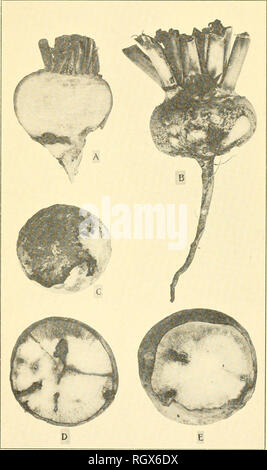 . Bulletin. L'agriculture ; l'Agriculture. La figure 6. Le navet blessés par des asticots : un, longitudinal, et d et e cross sections à racine, montrant des blessures internes ; b et c, les dommages dus à l'alimentation des larves sur la surface. À partir de photos d'origine.. Veuillez noter que ces images sont extraites de la page numérisée des images qui peuvent avoir été retouchées numériquement pour plus de lisibilité - coloration et l'aspect de ces illustrations ne peut pas parfaitement ressembler à l'œuvre originale.. New Jersey Agricultural Experiment Station. [Nouveau Brunswick, N. J. ] : La Station Banque D'Images