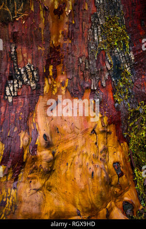 Détail de texture sur l'arbousier l'écorce des arbres dans la forêt de l'île de Vancouver, Canada Banque D'Images