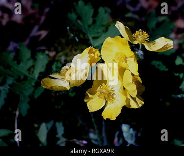 Fleur de pavot en bois,Great Smoky Mountain National Park, Texas Banque D'Images