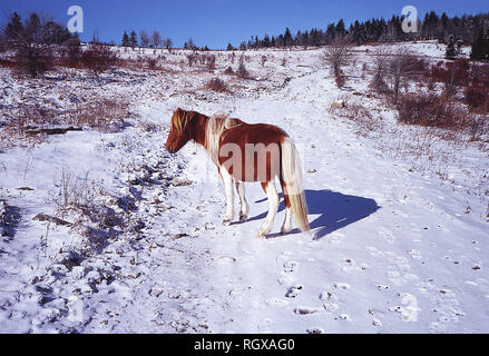 Poney sauvage,Espagne,Grayson Highlands State Park, Virginia Banque D'Images