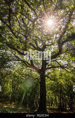 Leigh Bois forêt à Somerset, Bristol, Royaume-Uni. Les rayons de soleil traversant les branches d'arbre sur une forêt profonde avec une lumière naturelle Banque D'Images