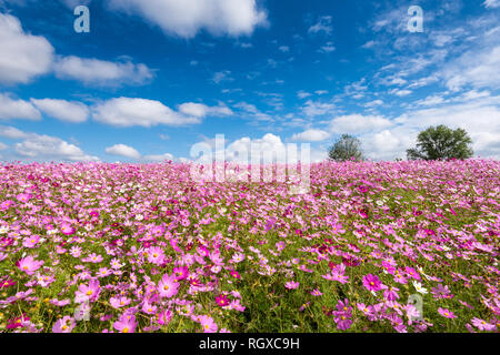 Champ de fleurs cosmos et nuages ciel en terres agricoles Anseong Banque D'Images