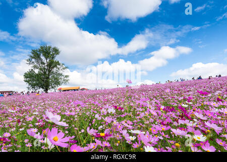 Champ de fleurs cosmos et nuages ciel en terres agricoles Anseong Banque D'Images