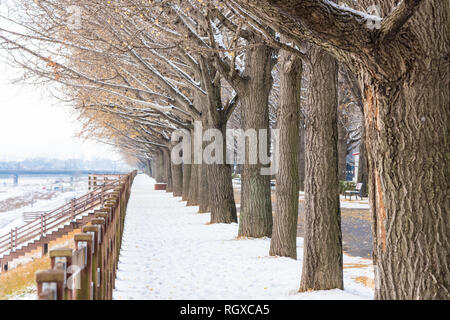 Asan ginkgo tree road en hiver. Banque D'Images