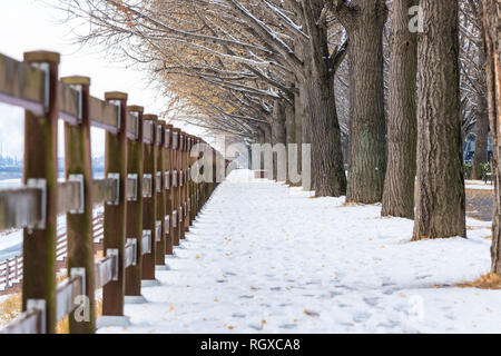 Asan ginkgo tree road en hiver. Banque D'Images