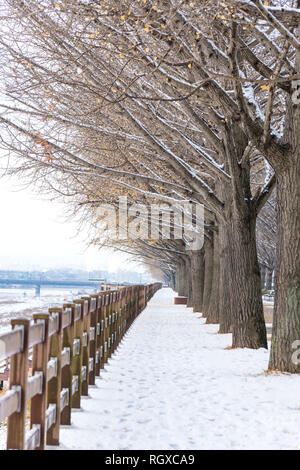 Asan ginkgo tree road en hiver. Banque D'Images