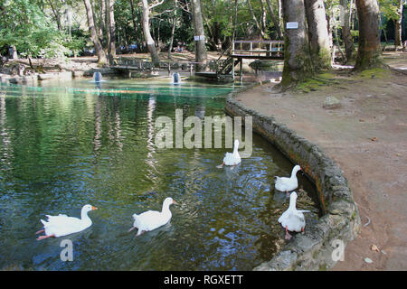 Les canards et les oies au Parc d''Agios Nikolaos Naoussa, Grèce Banque D'Images