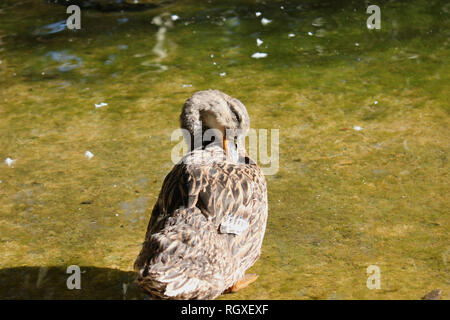 Les canards et les oies au Parc d''Agios Nikolaos Naoussa, Grèce Banque D'Images