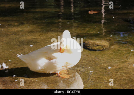 Les canards et les oies au Parc d''Agios Nikolaos Naoussa, Grèce Banque D'Images