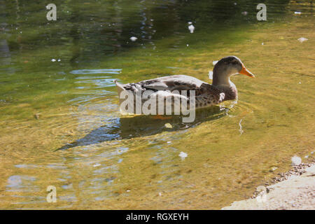 Les canards et les oies au Parc d''Agios Nikolaos Naoussa, Grèce Banque D'Images