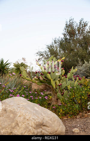 Les gros cactus dans le jardin, joliment agencé avec de la pierre en premier plan vertical image. Banque D'Images