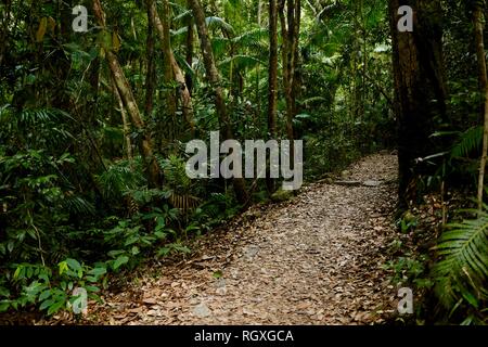 Un chemin menant à travers la forêt tropicale dense, Finch Hatton, Queensland 4756, Australie Banque D'Images