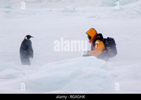 Curieux manchot empereur (Aptenodytes forsteri) fixant un visiteur humain à Snow Hill Island, l'Antarctique Banque D'Images