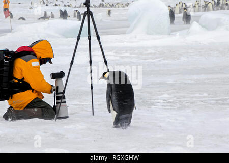 Curieux manchot empereur (Aptenodytes forsteri) l'extraction d'un photographe à Snow Hill Island, l'Antarctique Banque D'Images