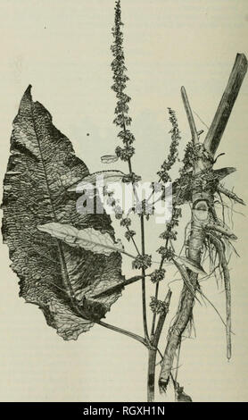 . Bulletin. 1901-13. L'agriculture ; l'Agriculture. 28 RACINE AMÉRICAINE MÉDICAMENTS. dans les lieux du Xew Angleterre États-Unis jusqu'à l'Oregon et du sud à la Floride et au Texas. Elle pousse jusqu'à environ la même hauteur que le dock jaune, à qui il. Fki. t !, -Uroadlcavprt fumrj j'flork/- ..f,/""((i/(i ;" i. Ii.iif. fnililim »|.lk.-. iiiiil lnm. entend une resenilihmce dlfTerltig iiriiu fermer.'lpaliy rohust hi-nous plus de croissance des cil haliK. La tige est tbiiu plus robustes .ui guelder, iitid les feuilles, whh'h lik&Lt ;- 107. Veuillez noter que ces images sont extraites de la page numérisée des images qui peuvent avoir été retouchées numériquement fo Banque D'Images