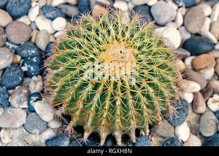 Cactus poussent sur fond de galets. Plante succulente avec épines épineux. Désert, Parc, jardin. Décor, la conception de paysage Banque D'Images