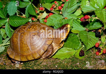 Fort de l'alimentation des tortues mûres mûres en été, potager, Missouri USA Banque D'Images