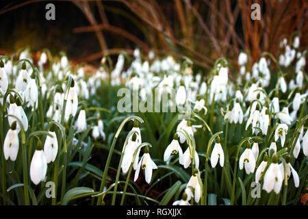 Patch de perce-neige (Galanthus nivalis) choisies, sur le premier plan. La photographie a été prise en janvier dans le sud de l'Angleterre. Messager du printemps. Banque D'Images