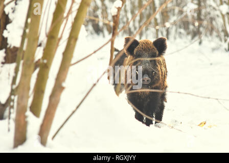 Les porcs sangliers manger le maïs en hiver la forêt enneigée Banque D'Images