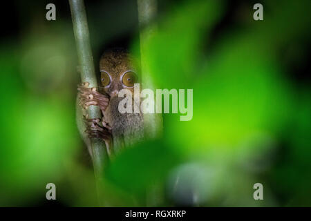 Un Tarsier occidental/Horsfield, Cephalopachus bancanus, dans un Bush de nuit dans la forêt tropicale de la vallée de Danum, Sabah, Bornéo, Malaisie. Banque D'Images
