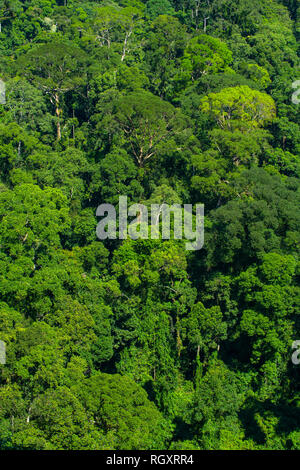 Ciel de forêt tropicale vu d'en haut, dans la forêt tropicale de la vallée de Danum, Sabah, Bornéo, Malaisie. Banque D'Images