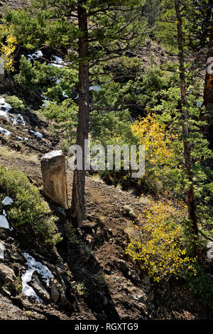 WY03087-00...WYOMING - Le tronc d'un arbre pétrifié, partie d'une ancienne forêt pétrifiée, côte à côte avec un arbre vivant sur une épaule de Speciman Ri Banque D'Images