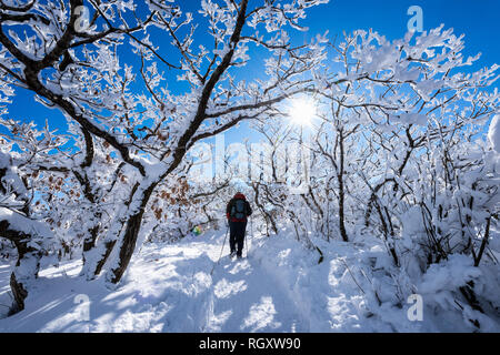 Les gens de la randonnée sur la montagne couverte de neige et Deogyusan sur les arbres Banque D'Images