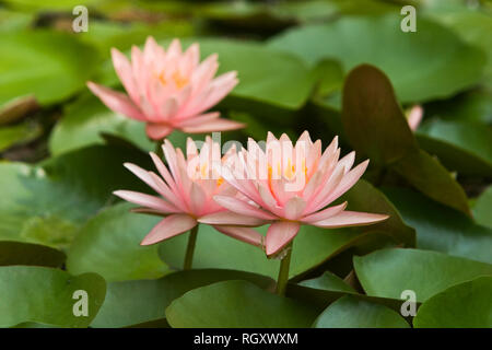 Les nénuphars (Nymphaea) Banque D'Images