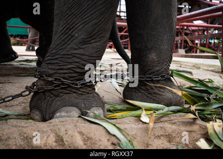 Sur un arrière-plan nature de l'éléphant. Les pattes d'un éléphant, avec une chaîne, en chaînes, close-up Banque D'Images