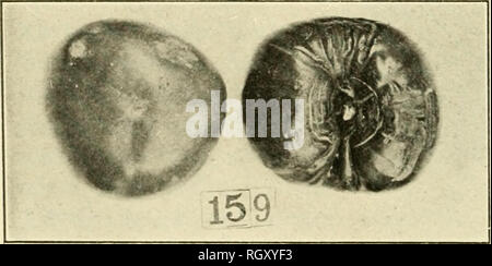 . Bulletin. Agriculture -- New Hampshire. Fig. 21.-tomate magnifique.. Majestic^ (faible a).-A la fin de l'unpro- reproduction etv ; grand fruit. Hat, crimson et viandé, qualité bonne. Fig. 22.-New Majestic, tomate. Veuillez noter que ces images sont extraites de la page numérisée des images qui peuvent avoir été retouchées numériquement pour plus de lisibilité - coloration et l'aspect de ces illustrations ne peut pas parfaitement ressembler à l'œuvre originale.. Le New Hampshire Agricultural Experiment Station. [Hanovre, N. H. ] : New Hampshire Agricultural Experiment Station Banque D'Images