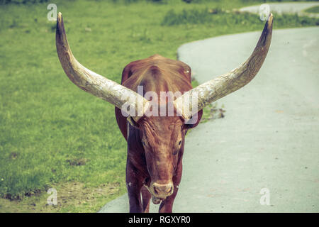 Portrait d'un Ankole-Watusi bovins au parc Safari à Hemmingford, Québec, Canada. Banque D'Images