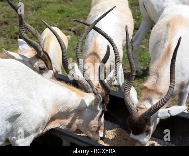 Un groupe d'antilopes addax, (également connu sous le nom de white antilopes et le screwhorn les antilopes) Alimentation à partir de la crèche, au Parc Safari à Hemmingford Banque D'Images