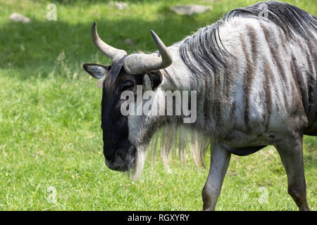 Gnu ou le gnou, est la plus grande antilope d'Afrique. Gnu est étroitement liée aux bovins, chèvres et moutons et il peut être trouvé dans les plaines et les bois de l'al. Banque D'Images