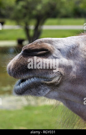 Close-up d'un chameau de Bactriane museler au zoo Banque D'Images