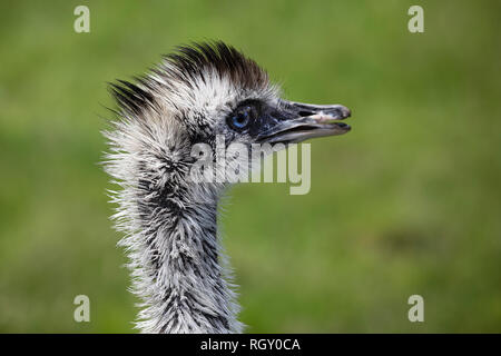 Close-up portrait d'un oiseau Emu sur fond vert au zoo Banque D'Images