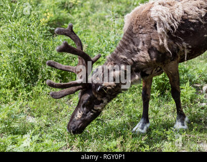 Portrait d'une herbe de l'été manger du caribou au zoo Banque D'Images