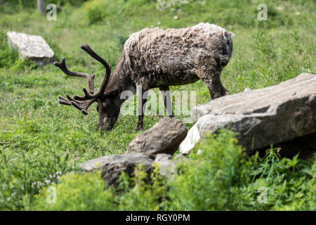 L'herbe d'été manger du caribou au zoo Banque D'Images