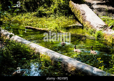 Canards dans la forêt d'Hoh Banque D'Images