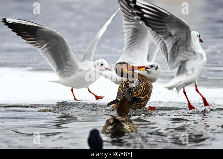 Mouette à tête noire ( Chroicocephalus ridibundus ) et canard colvert (Anas platyrhynchos) lutte pour la nourriture sur une froide journée d'hiver Banque D'Images