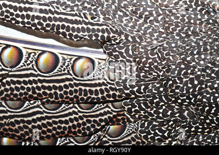 Libre de Bornéo plumes de faisan ( Argus grayii ) Banque D'Images