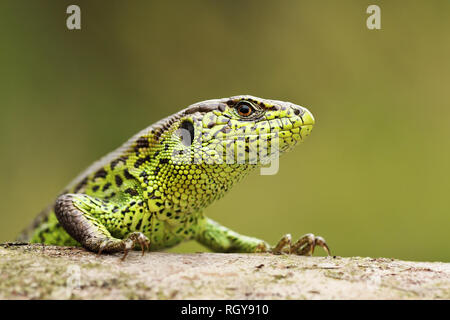 De gros plan homme lézard sable coloré ( Lacerta agilis ) Banque D'Images