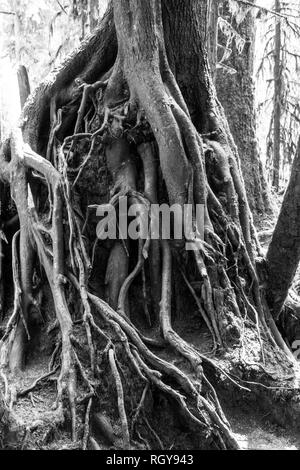 Racines dans la forêt d'Hoh Banque D'Images