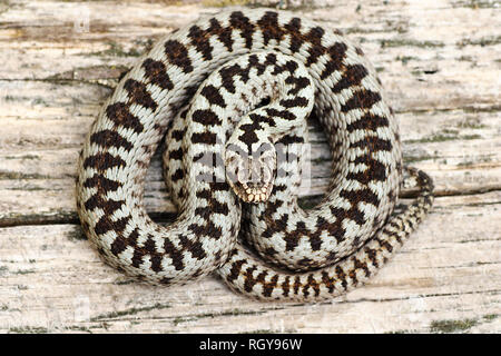 L'additionneur commun mâle basking abandonnés sur la planche en bois ( Vipera berus ) Banque D'Images