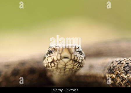 Portrait de meadow hongrois ( vipère Vipera ursinii rakosiensis ) Banque D'Images