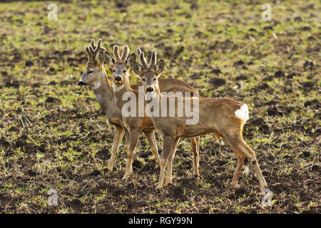 Mignon trois chevreuils mâles dans l'habitat naturel ( Capreolus capreolus ) Banque D'Images