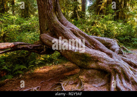 Racines dans la forêt d'Hoh Banque D'Images