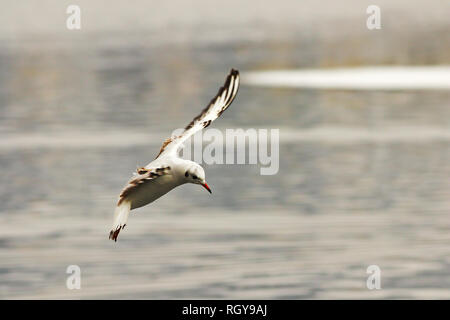 Jeune noir Mouette en vol au-dessus de la rivière glacée, plumage d'hiver ( Chroicocephalus ridibundus ) Banque D'Images